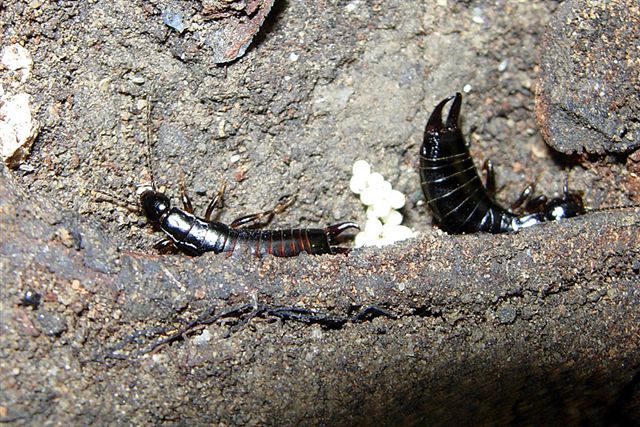 Euborellia moesta con uova